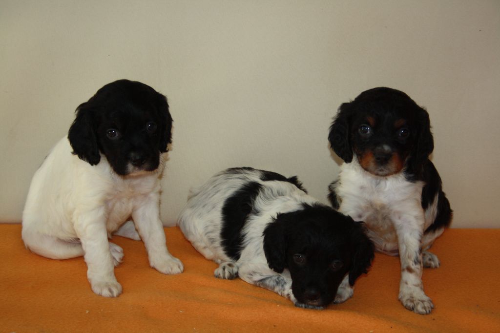 de Rocancourt - Chiot disponible  - Epagneul Breton