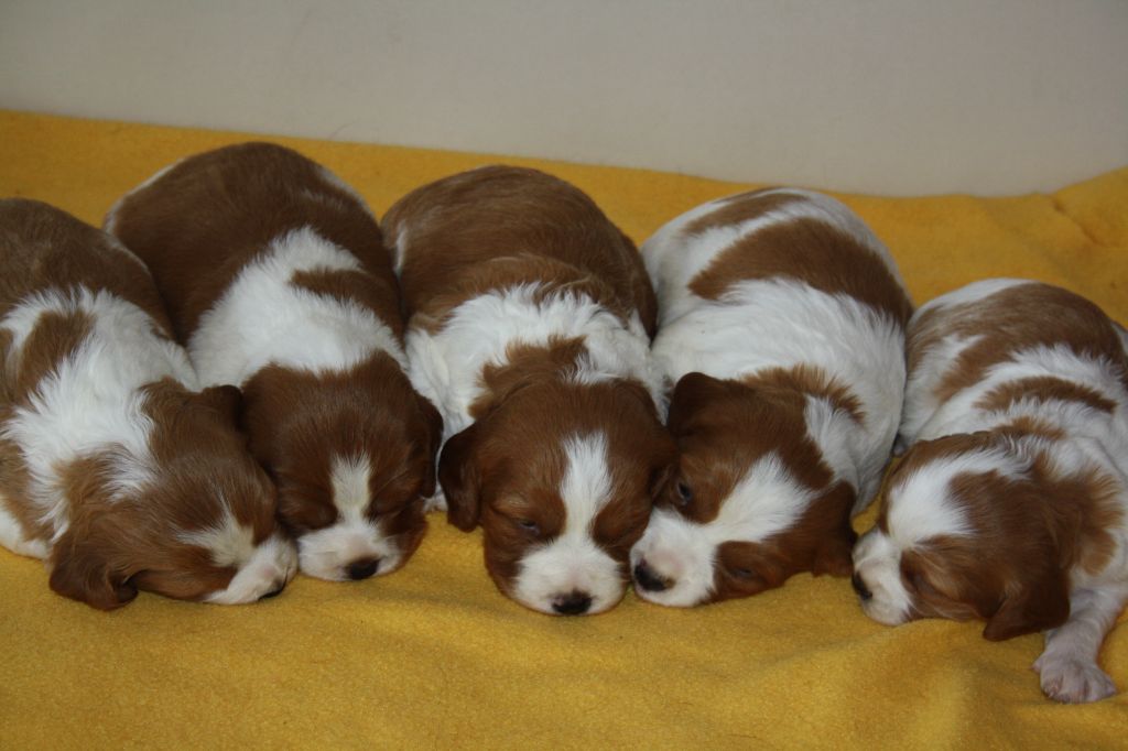 chiot Epagneul Breton de Rocancourt