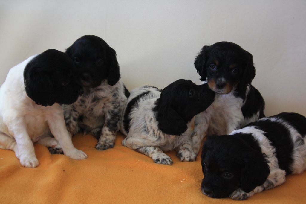 chiot Epagneul Breton de Rocancourt