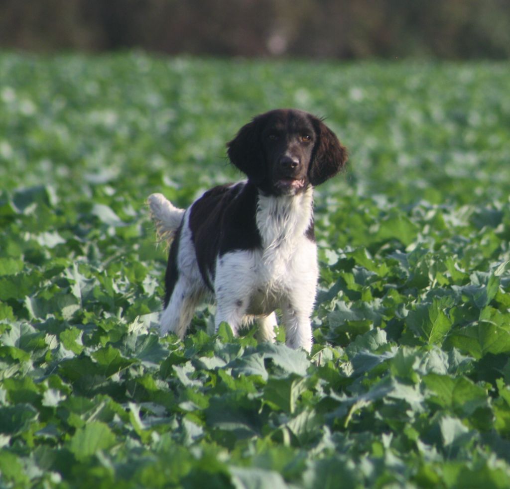 Tanak Vom hundegelaut