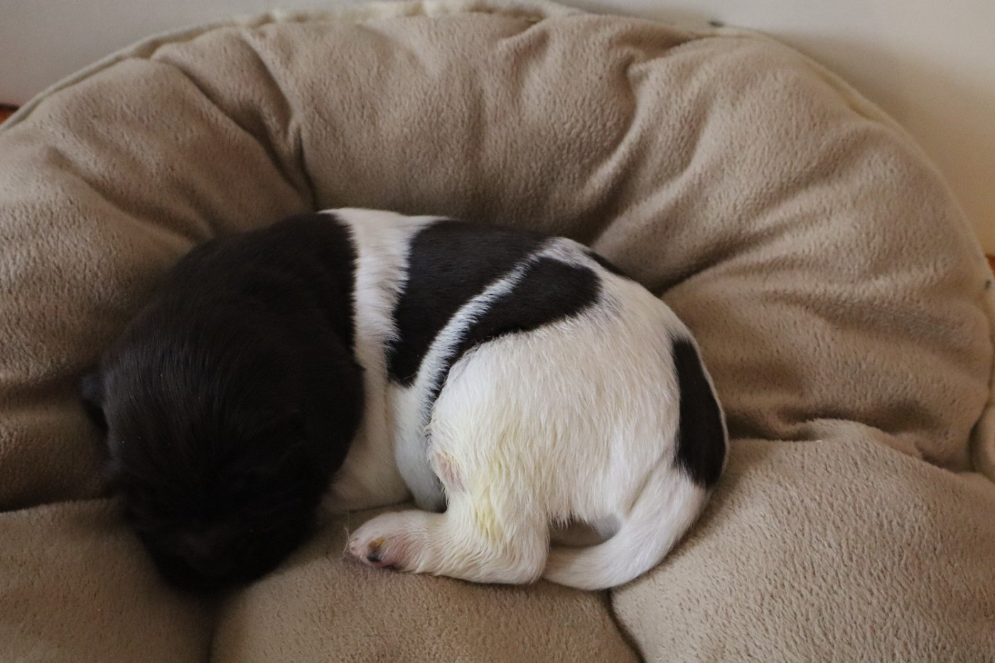 de Rocancourt - Chiots disponibles - Petit Epagneul de Münster