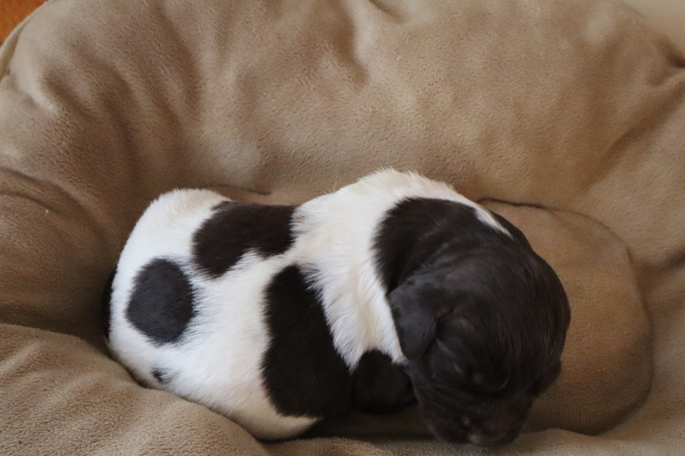 de Rocancourt - Chiots disponibles - Petit Epagneul de Münster