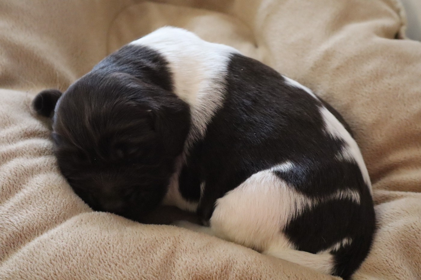 de Rocancourt - Chiots disponibles - Petit Epagneul de Münster