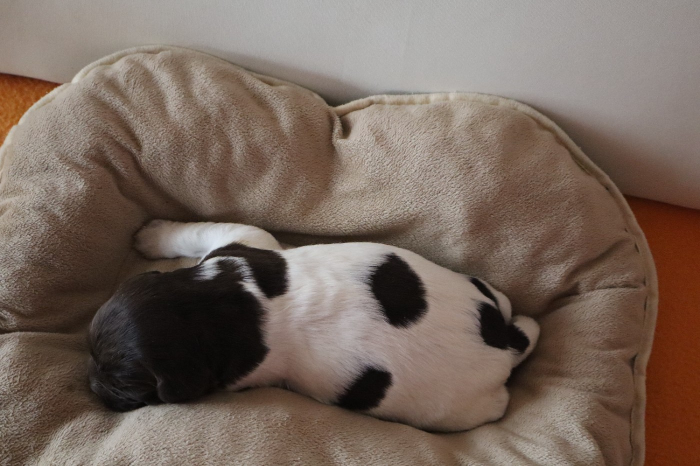 de Rocancourt - Chiots disponibles - Petit Epagneul de Münster