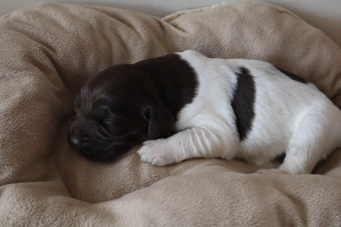 de Rocancourt - Chiots disponibles - Petit Epagneul de Münster