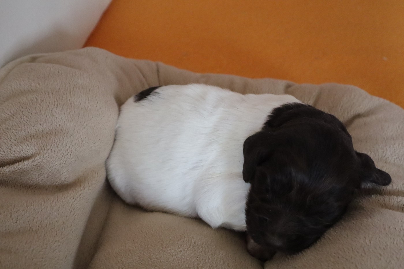 de Rocancourt - Chiots disponibles - Petit Epagneul de Münster