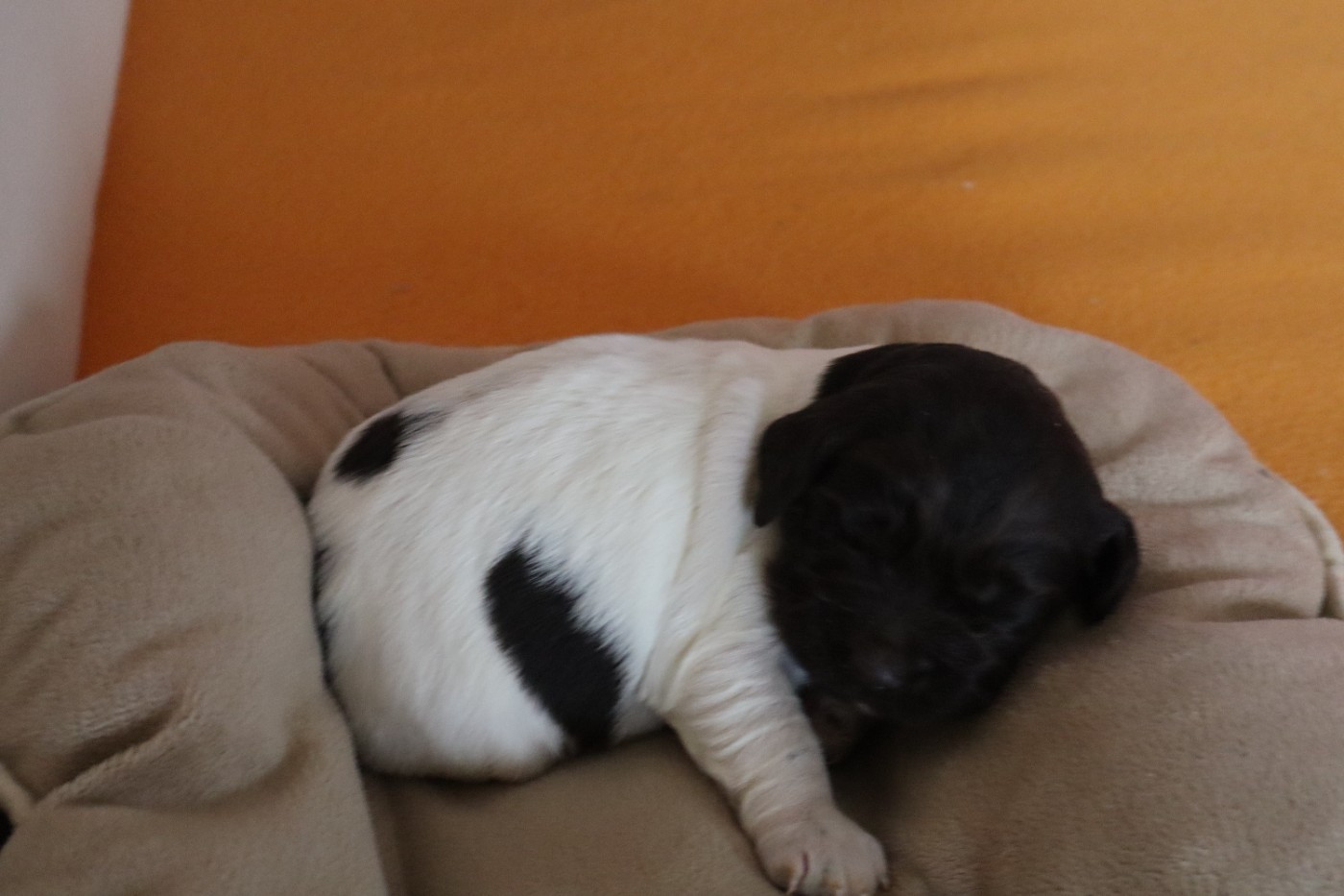 de Rocancourt - Chiots disponibles - Petit Epagneul de Münster