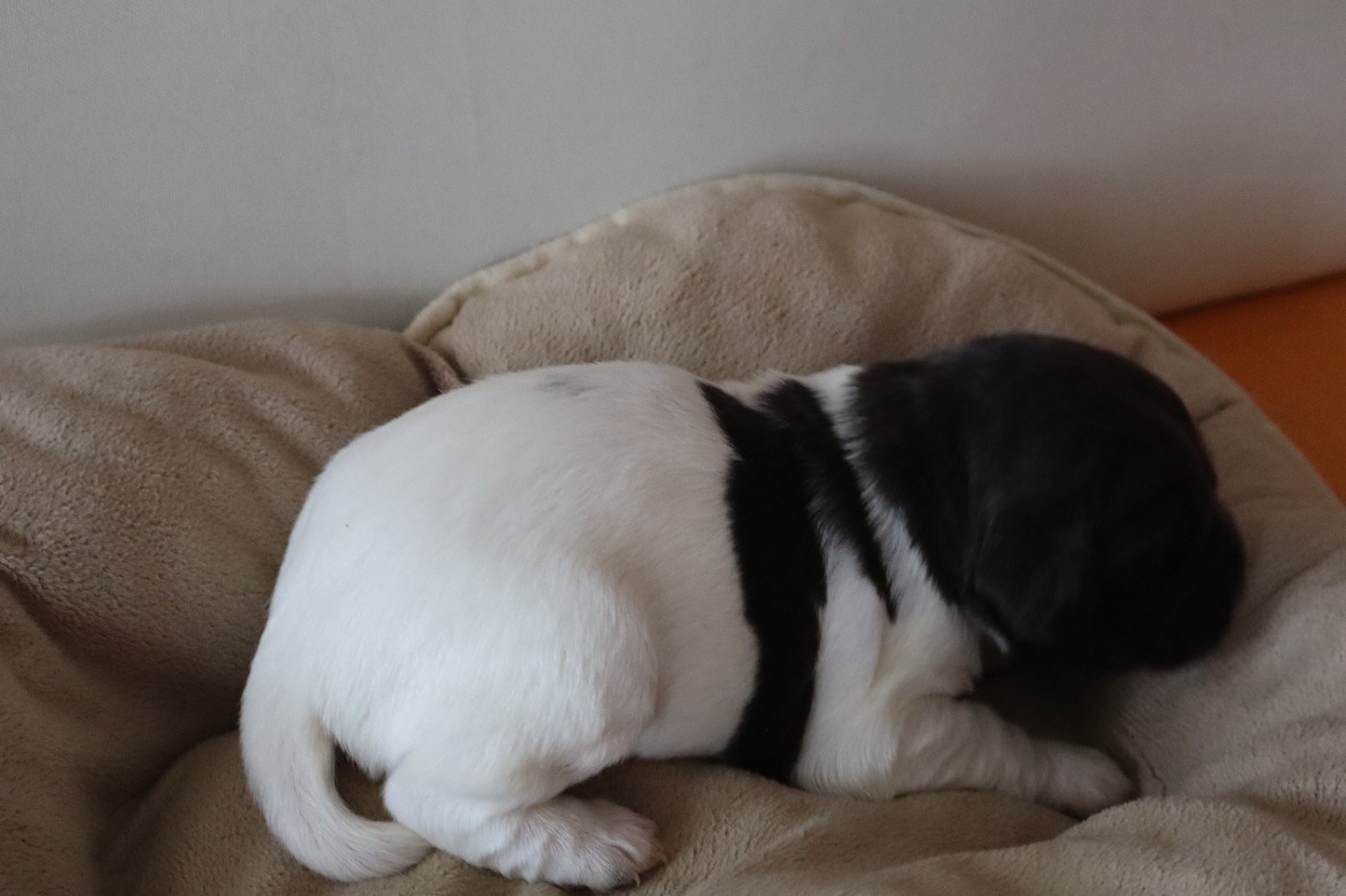 de Rocancourt - Chiots disponibles - Petit Epagneul de Münster