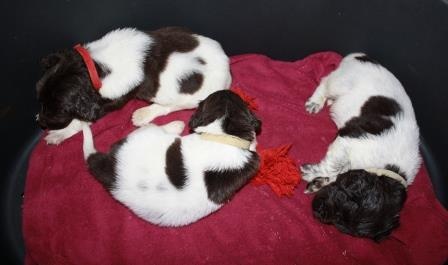 de Rocancourt - Petit Epagneul de Münster - Portée née le 10/01/2014