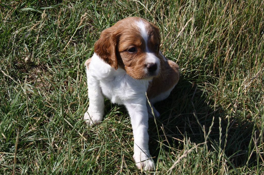 CHIOT