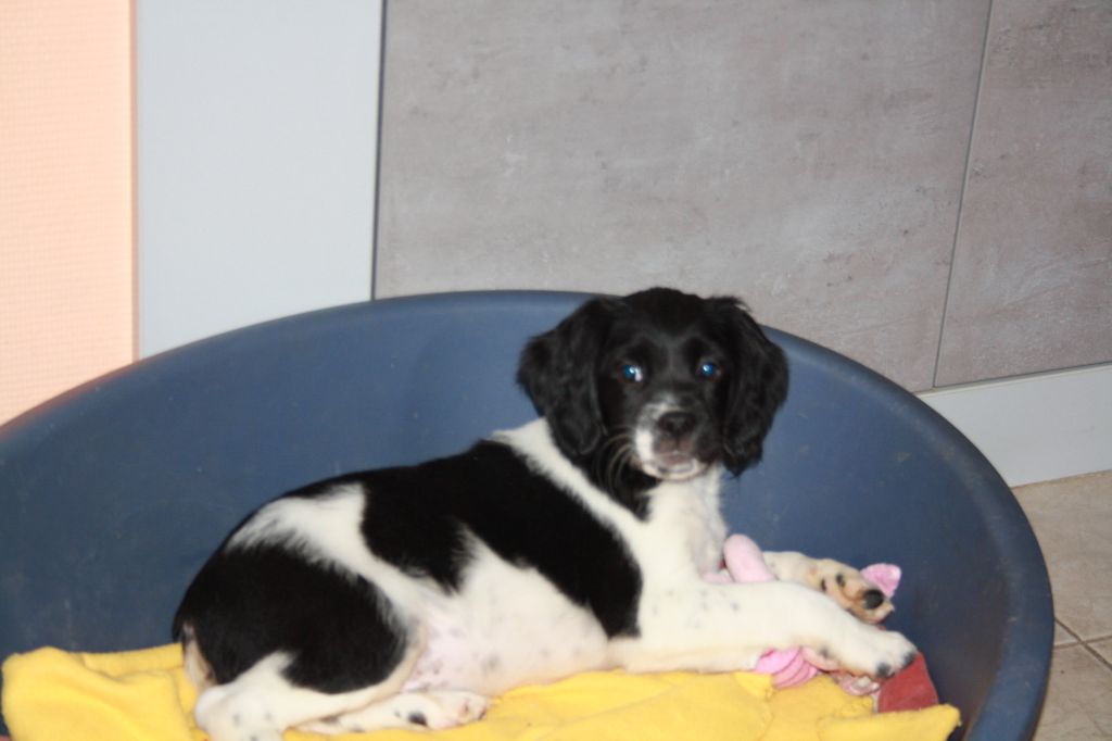 de Rocancourt - Chiots disponibles - Epagneul Breton