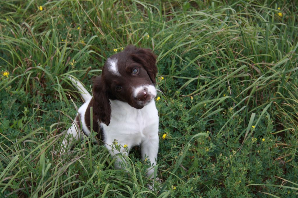 de Rocancourt - Chiots disponibles - Petit Epagneul de Münster