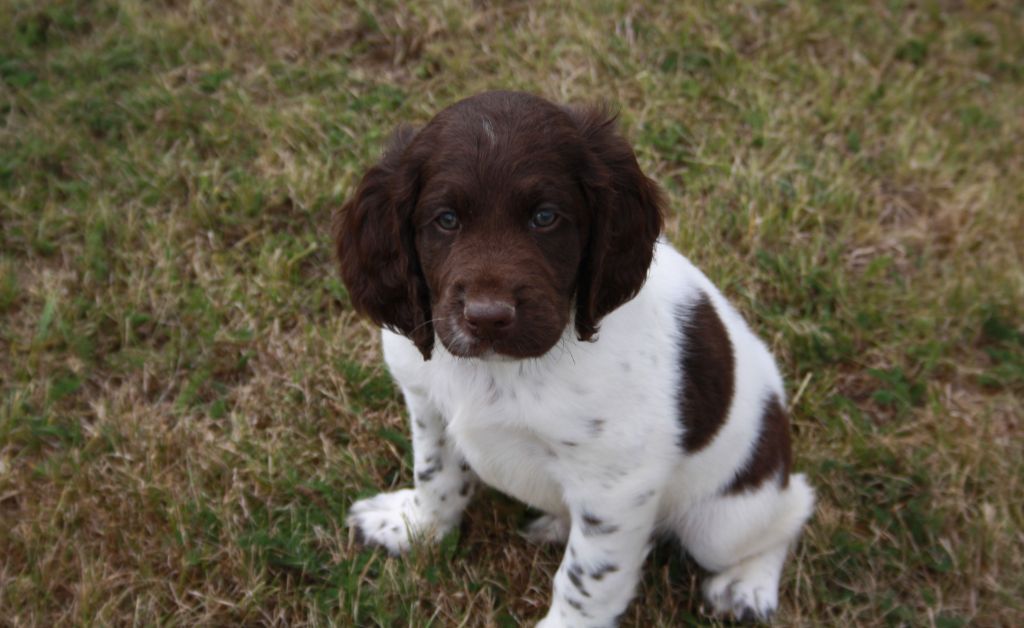 de Rocancourt - Chiots disponibles - Petit Epagneul de Münster
