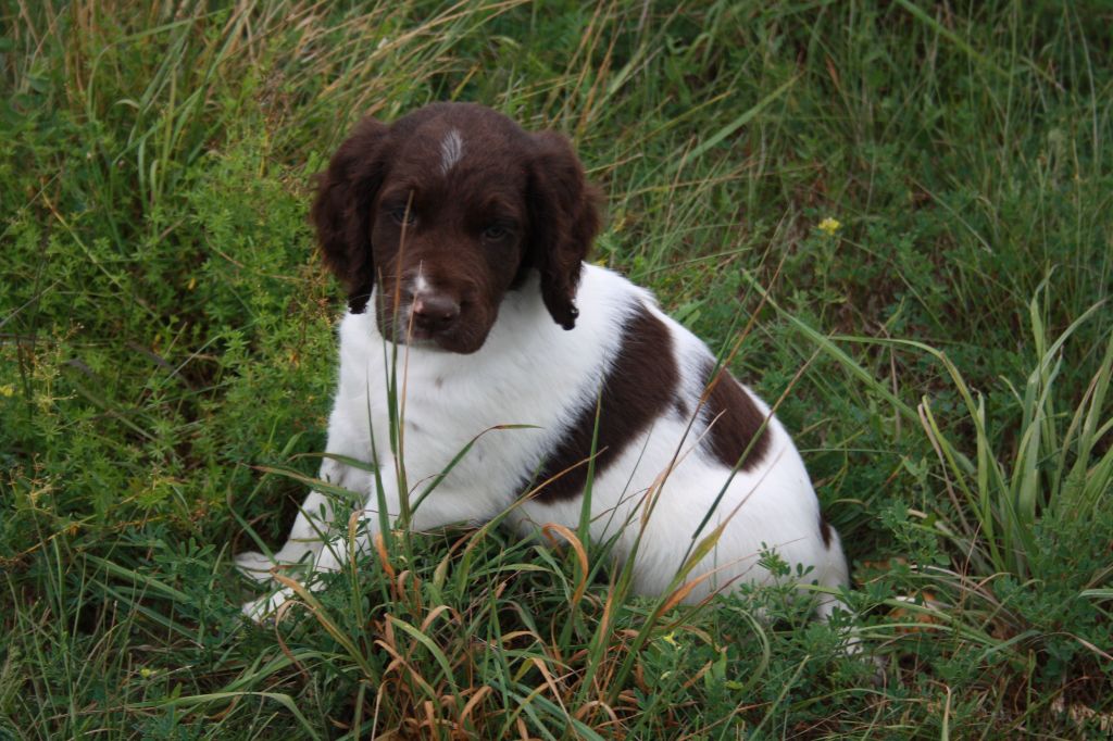 de Rocancourt - Chiots disponibles - Petit Epagneul de Münster