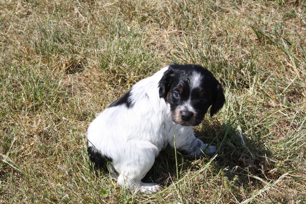 de Rocancourt - Chiots disponibles - Epagneul Breton