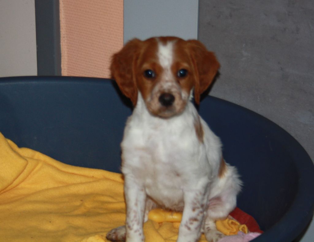 de Rocancourt - Chiots disponibles - Epagneul Breton