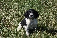 PIXEL