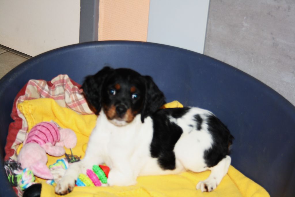 de Rocancourt - Chiots disponibles - Epagneul Breton