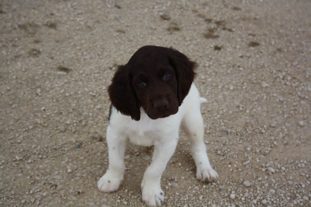 de Rocancourt - Chiots disponibles - Petit Epagneul de Münster