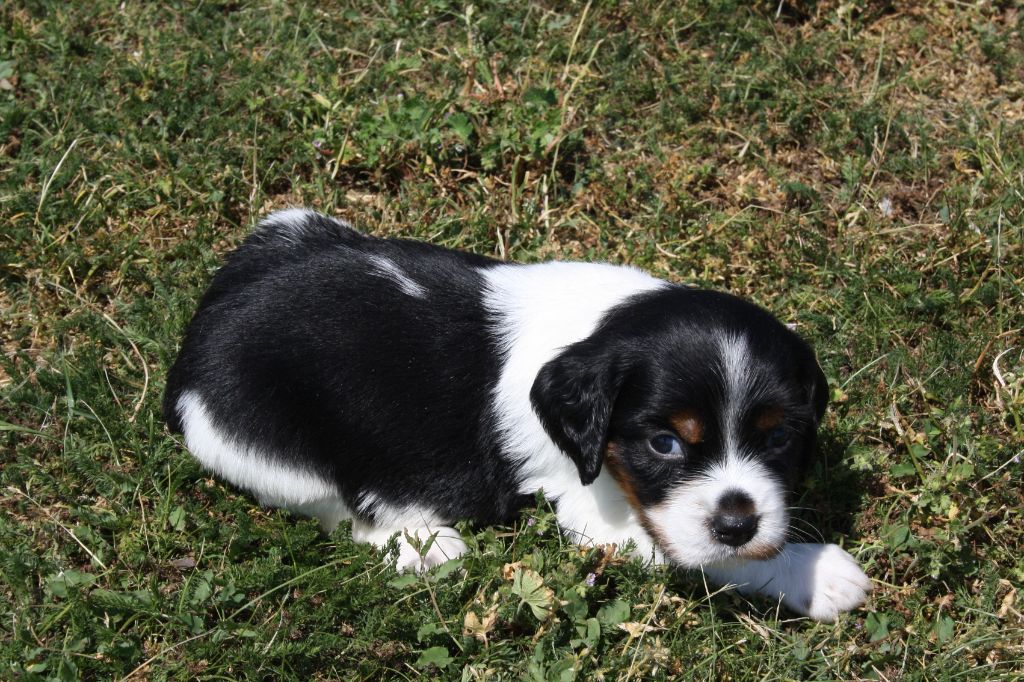de Rocancourt - Epagneul Breton - Portée née le 06/05/2023