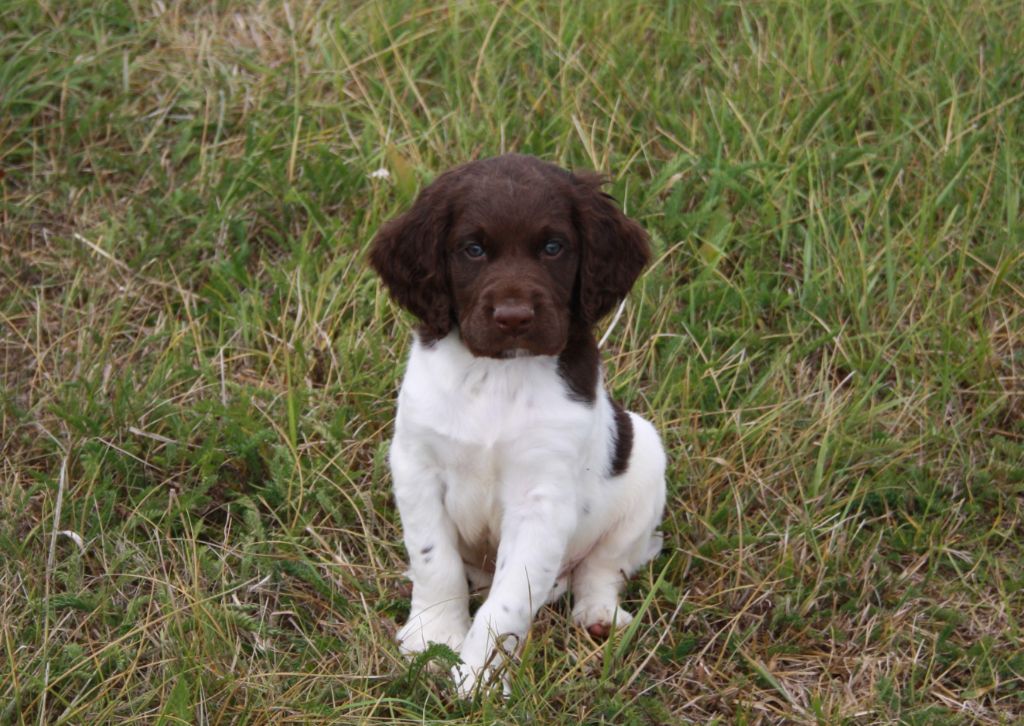 de Rocancourt - Chiots disponibles - Petit Epagneul de Münster